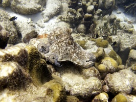 IMG 3936 Common Octopus